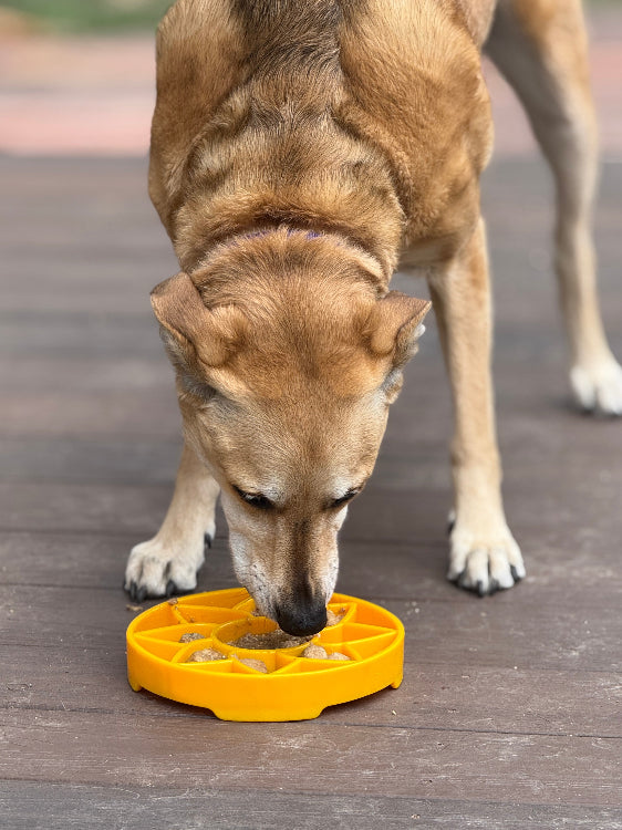 Sunflower eTray Shallow Slow Feeder Dog Bowl for Enrichment | USA Made – Consulate X, view 10 of 11