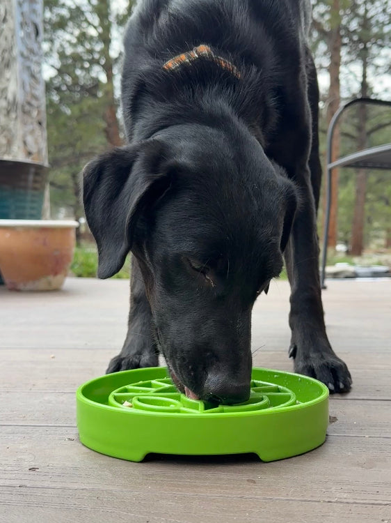 Garden Design eTray - Shallow Slow Feeder Dog Bowl for Enrichment | USA – Consulate X, view 10 of 10