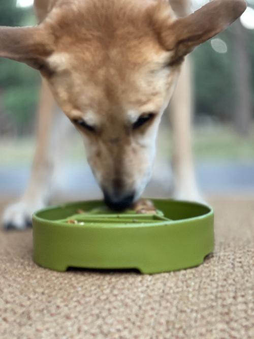 Pine Tree Christmas eBowl Deep Slow Feeder Dog Bowl for Enrichment | USA Made – Consulate X, view 8 of 10
