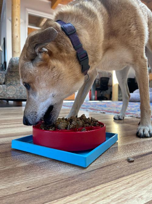 Hold 'em Suction Cup Holder for Dog Bowls & Lick Mats | USA Made – Consulate X, view 15 of 15