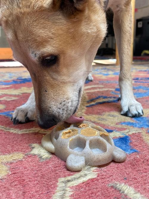 Turtle Nylon Chew Toy - Ultra-Durable Enrichment Toy for Power Chewers USA – Consulate X, view 5 of 8