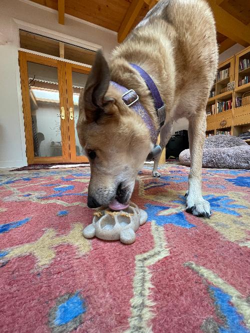 Turtle Nylon Chew Toy - Ultra-Durable Enrichment Toy for Power Chewers USA – Consulate X, view 8 of 8