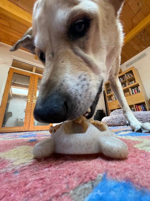 Turtle Nylon Chew Toy - Ultra-Durable Enrichment Toy for Power Chewers USA – Consulate X, view 7 of 8