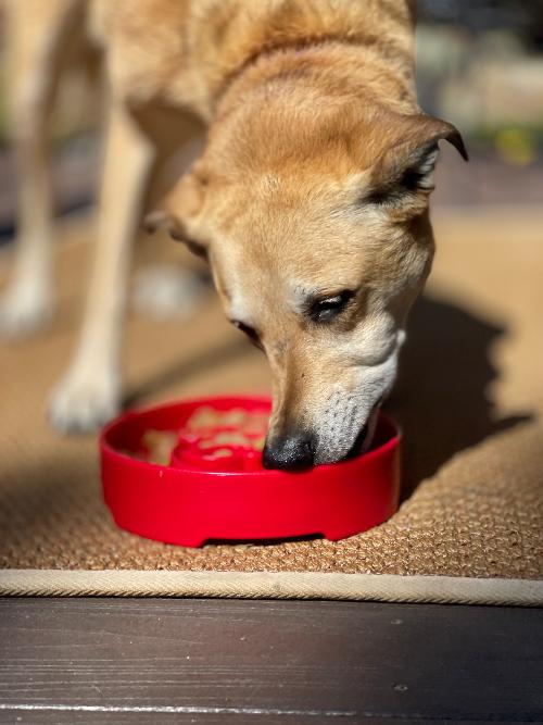 Santa Christmas eBowl Deep Slow Feeder Dog Bowl for Enrichment | USA Made – Consulate X, view 10 of 11