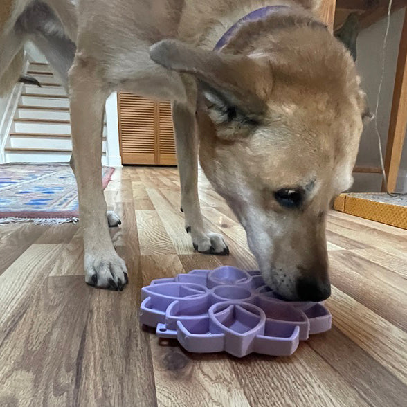 Mandala Softie eTray Shallow Slow Feeder Dog Bowl with Suction Cups |  USA Made – Consulate X, view 10 of 10