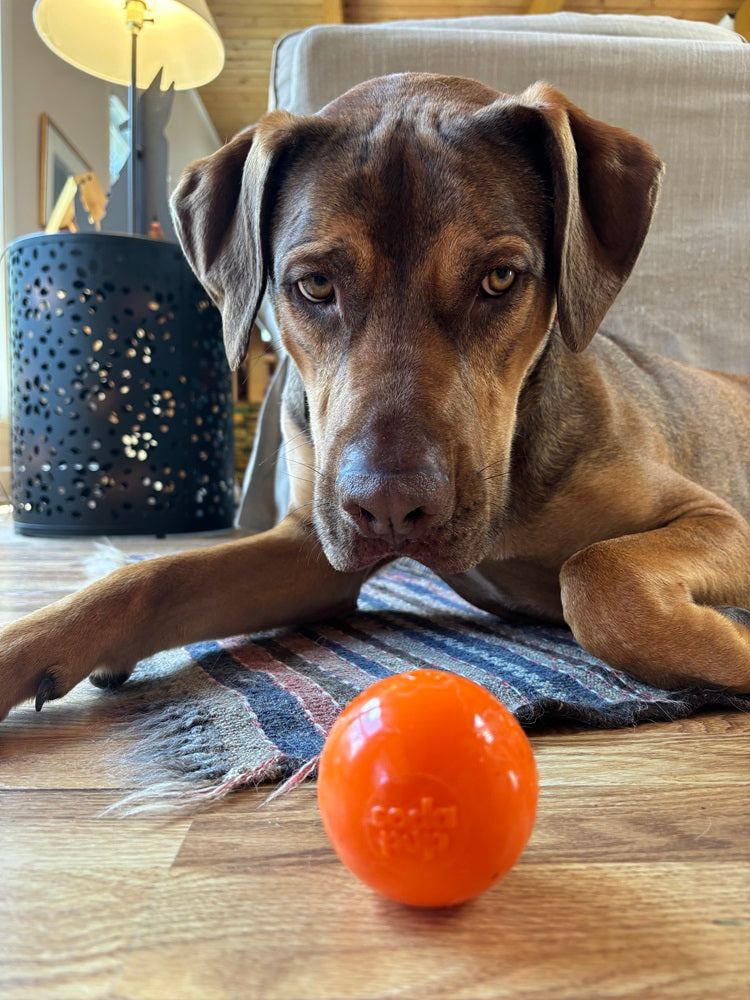 Squeak Ball - Durable Squeaky Dog Toy, Floats, Chew Toy | USA Made – Consulate X, view 14 of 16