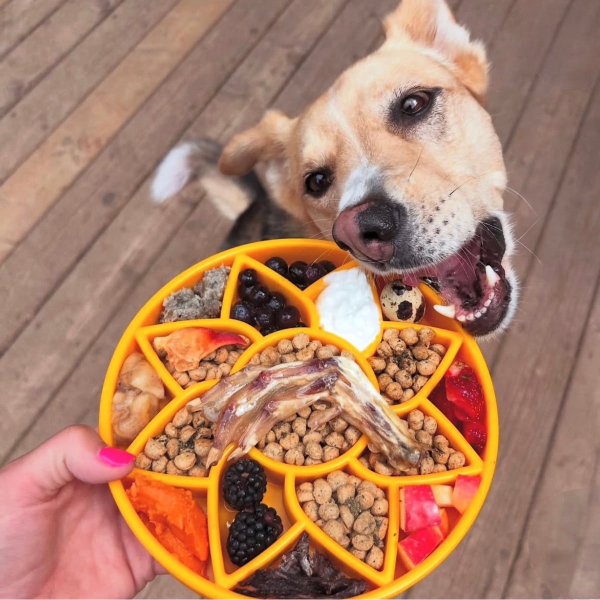 Sunflower eTray Shallow Slow Feeder Dog Bowl for Enrichment | USA Made – Consulate X, view 2 of 11