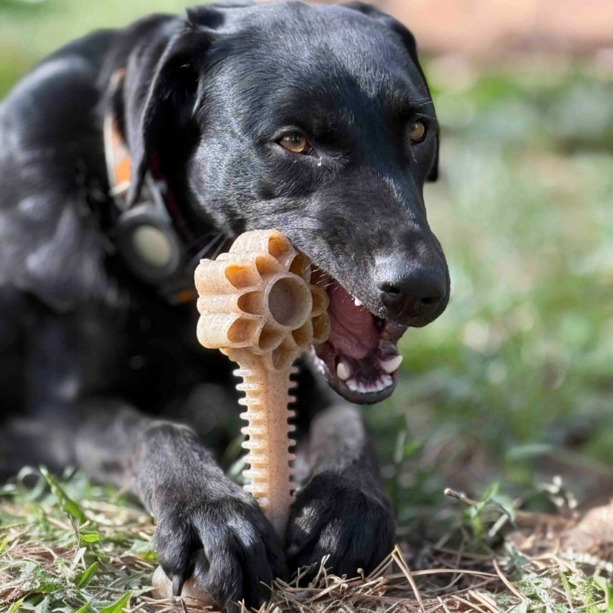 Honey Bone Dental Flower Tower - Durable Nylon Dog Chew Toy XL | USA – Consulate X, view 2 of 9