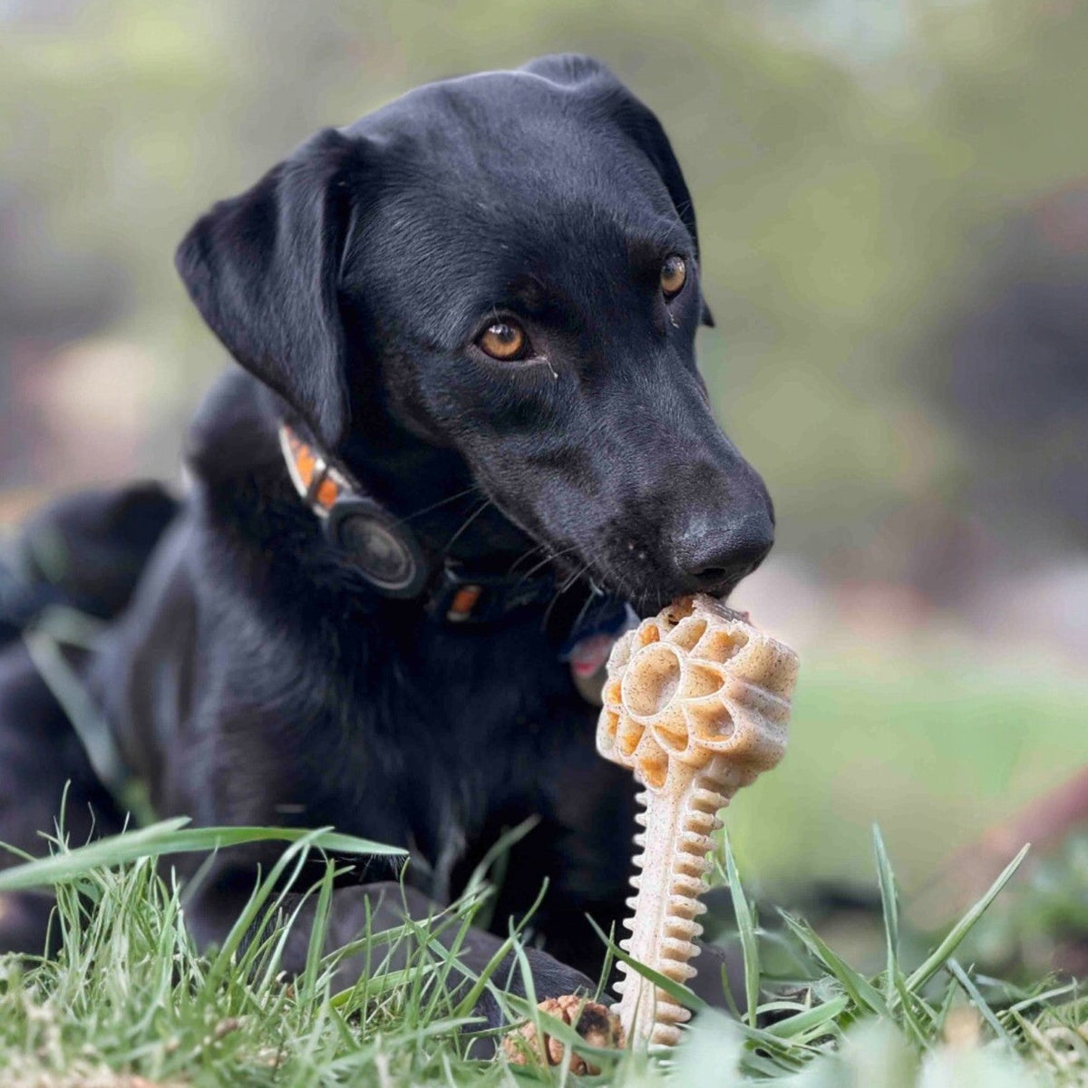 Honey Bone Dental Flower Tower - Durable Nylon Dog Chew Toy XL | USA – Consulate X, view 7 of 9