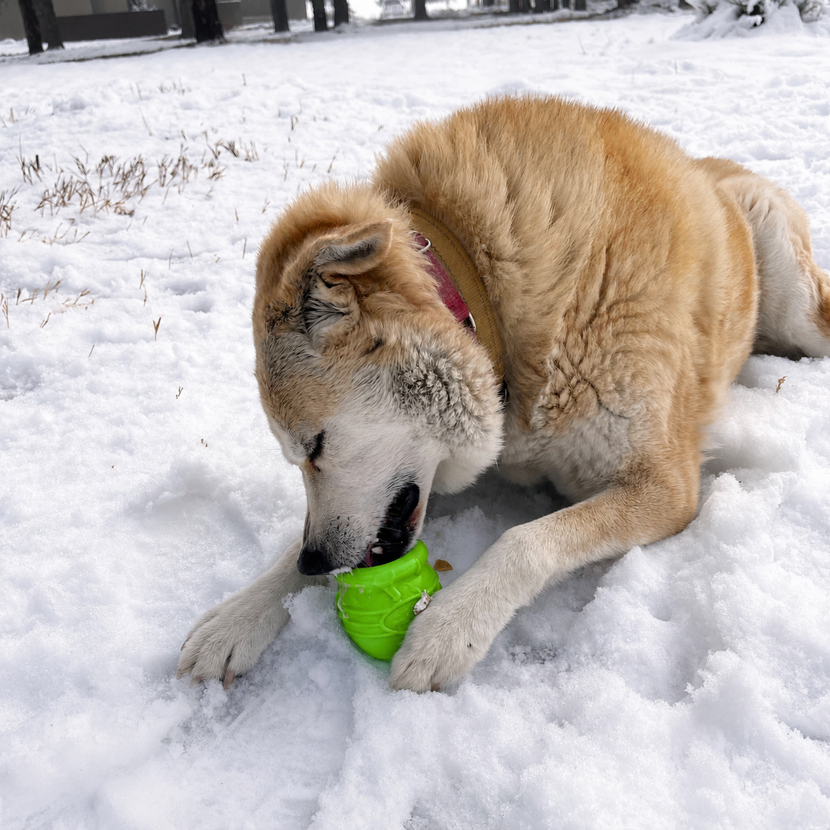 Honey Pot Dog eCup Treat Dispenser | Durable PUP-X Rubber Enrichment Toy | USA Made - Limited Edition Apple Green – Consulate X, view 9 of 9