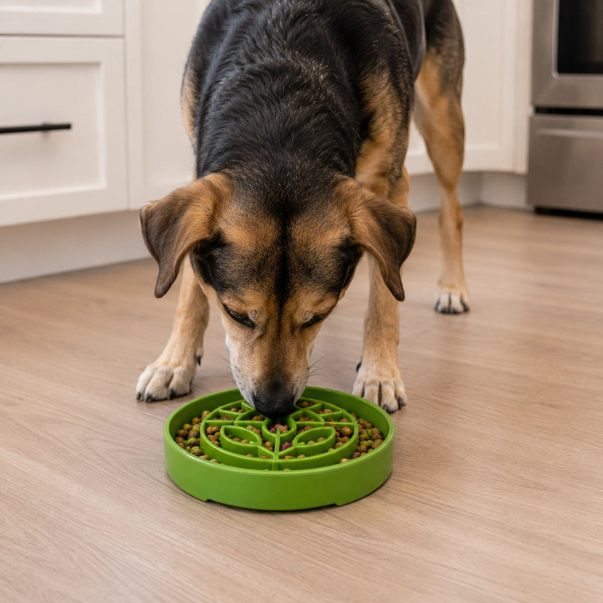 Garden Design eTray - Shallow Slow Feeder Dog Bowl for Enrichment | USA – Consulate X, view 7 of 10