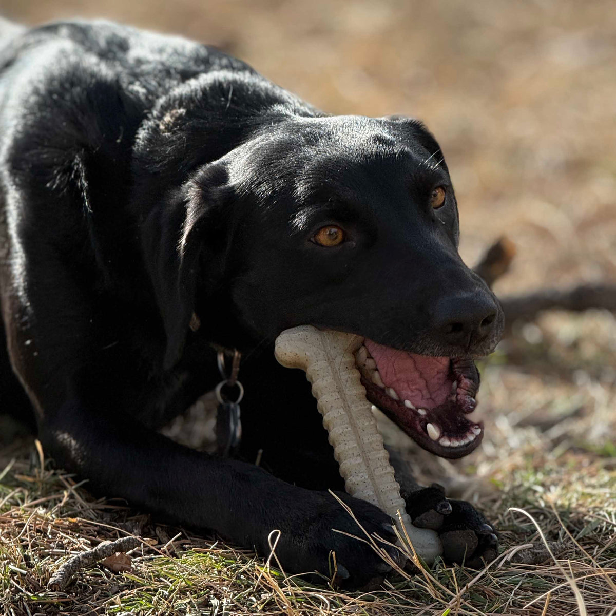 Tough Bone Nylon Chew Bone | Ultra-Durable Dog Toy for Aggressive Chewers | SodaPup – Consulate X, view 7 of 7