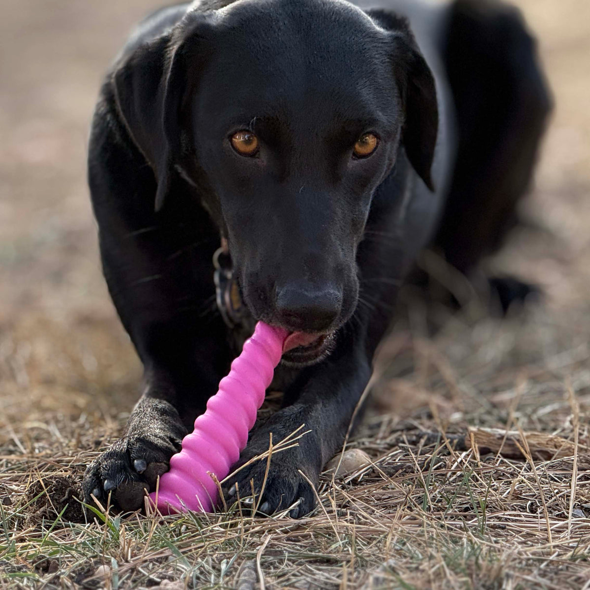 Unicorn Horn Nylon Dog Chew Toy | Durable for Aggressive Chewers | SodaPup – Consulate X, view 5 of 11
