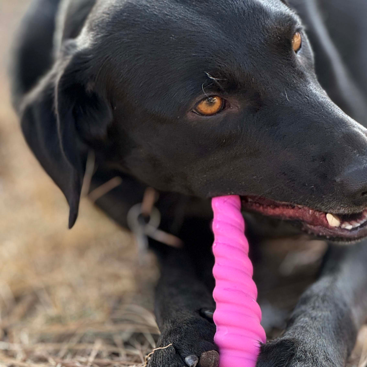 Unicorn Horn Nylon Dog Chew Toy | Durable for Aggressive Chewers | SodaPup – Consulate X, view 6 of 11